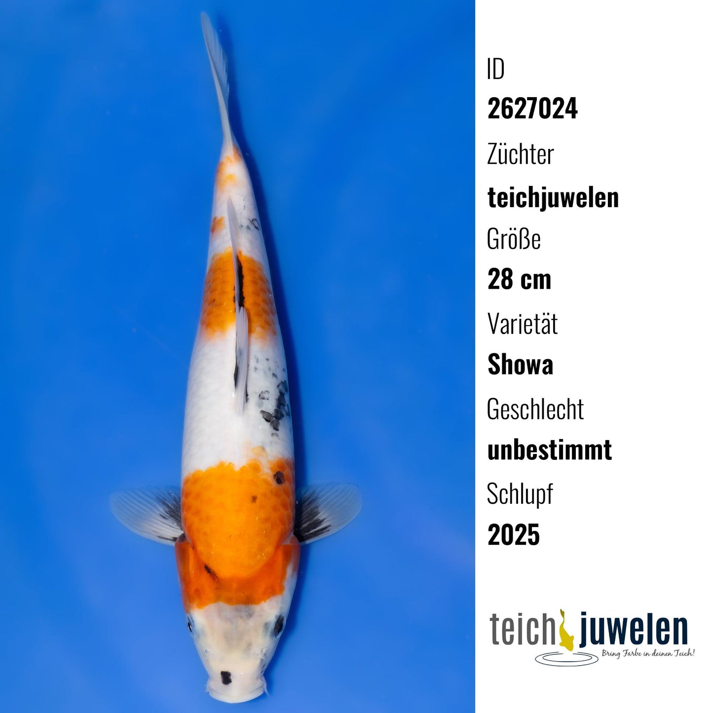 Showa, 28 cm, 2025