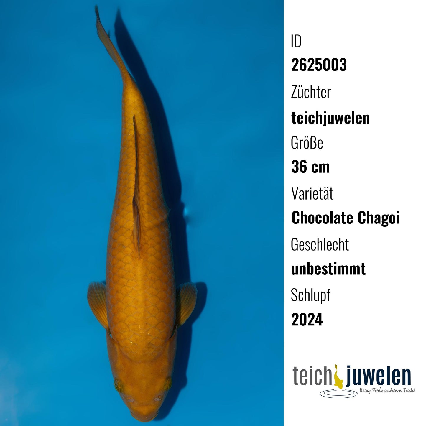Chocolate Chagoi, 36 cm, 2024