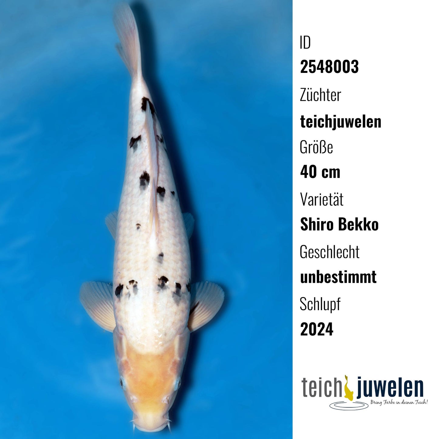 Shiro Bekko, 40 cm, 2024