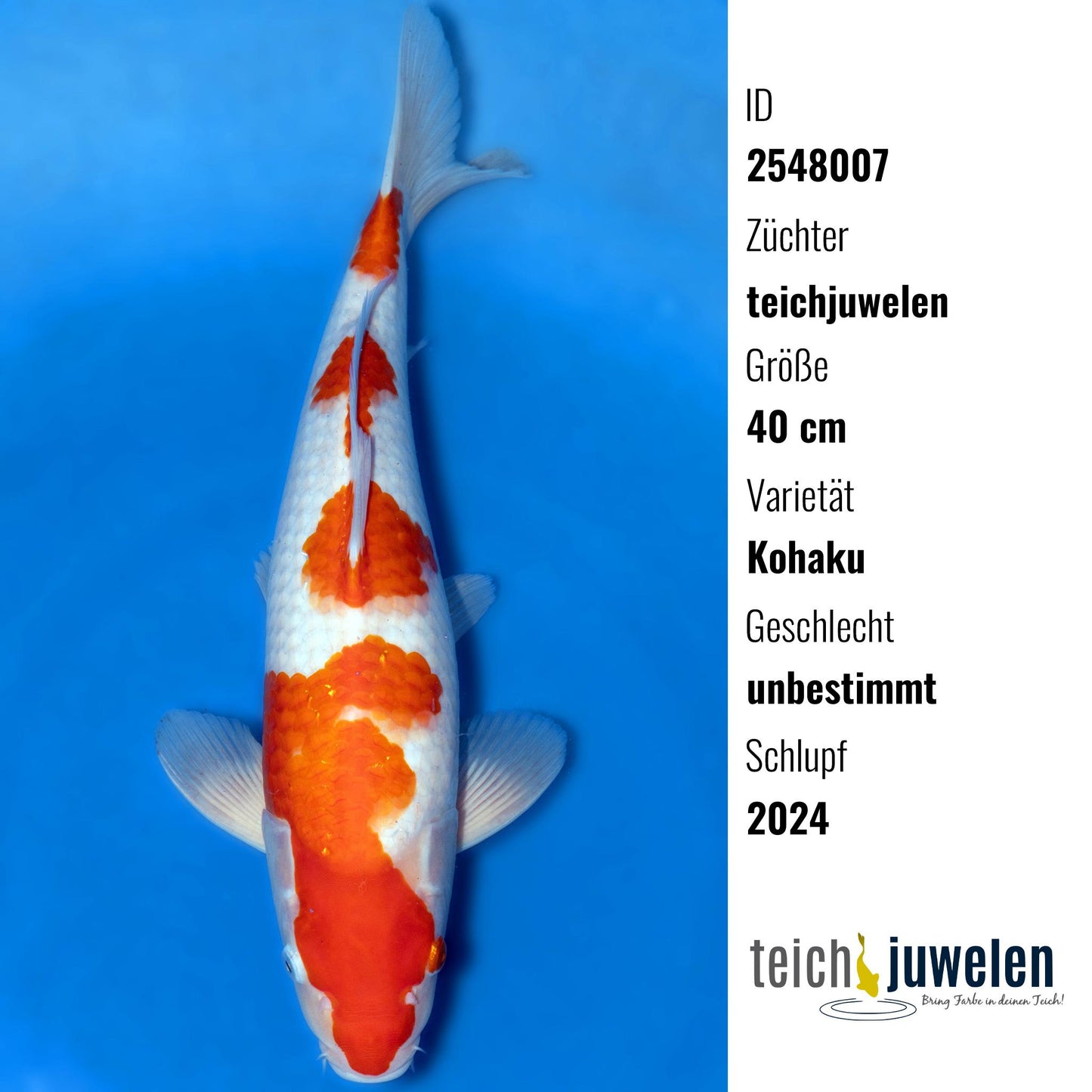 Kohaku, 40 cm, 2024