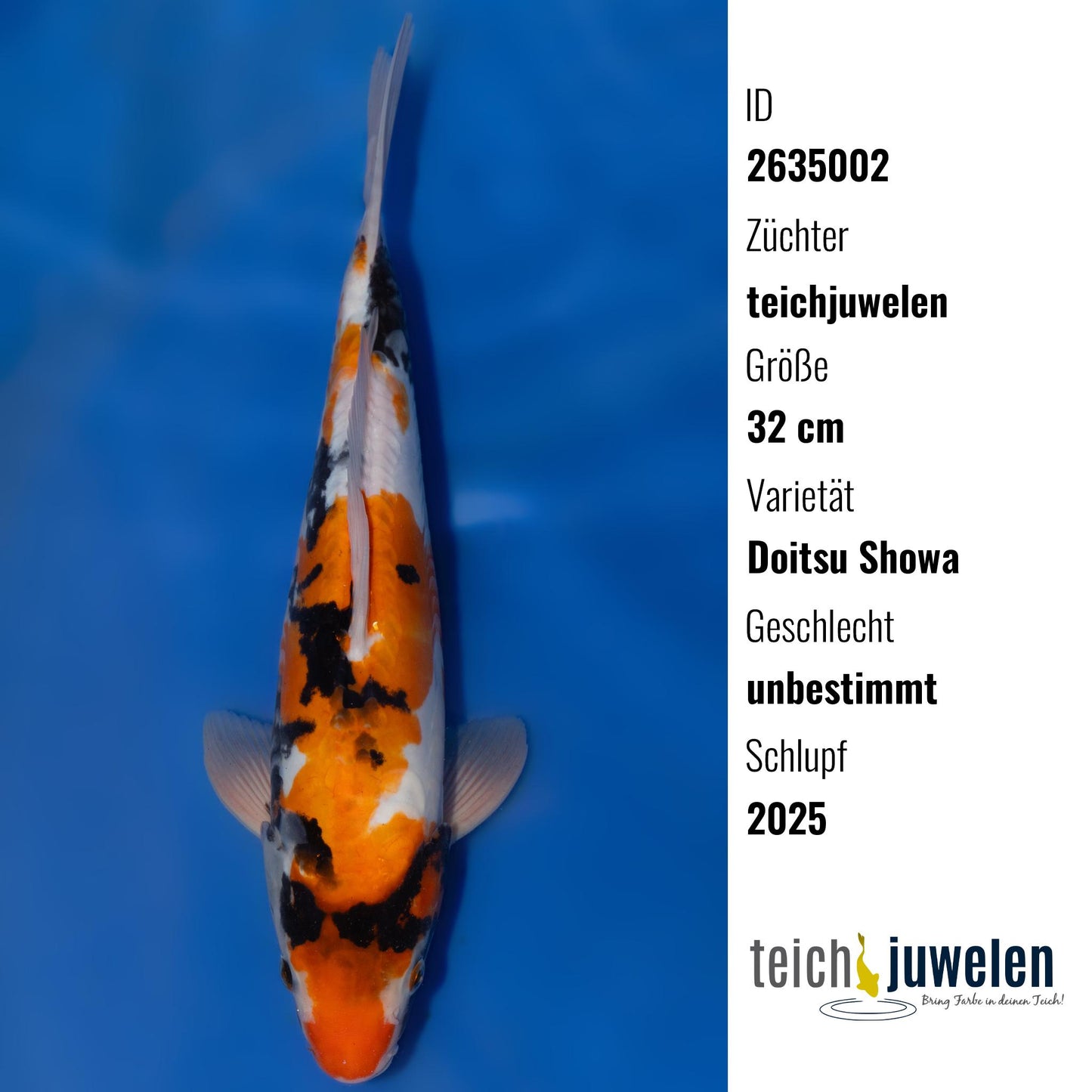 Doitsu Showa, 32 cm, 2025