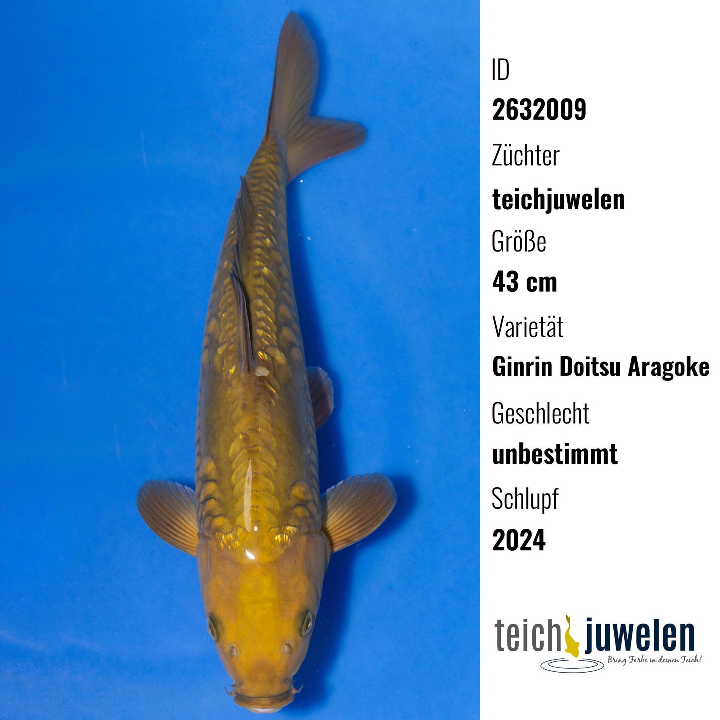 Ginrin Doitsu Aragoke, 43 cm, 2024