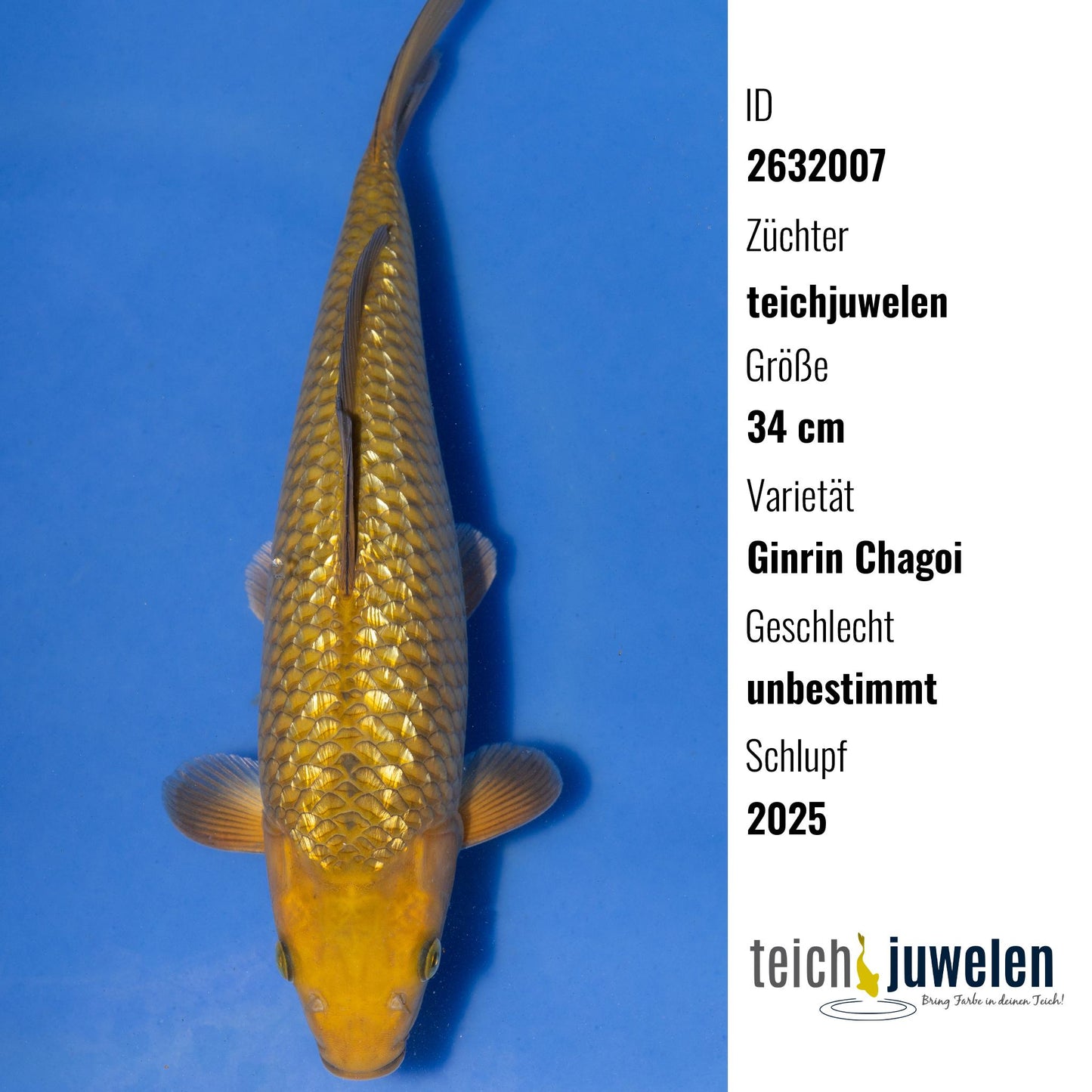 Ginrin Chagoi, 34 cm, 2025