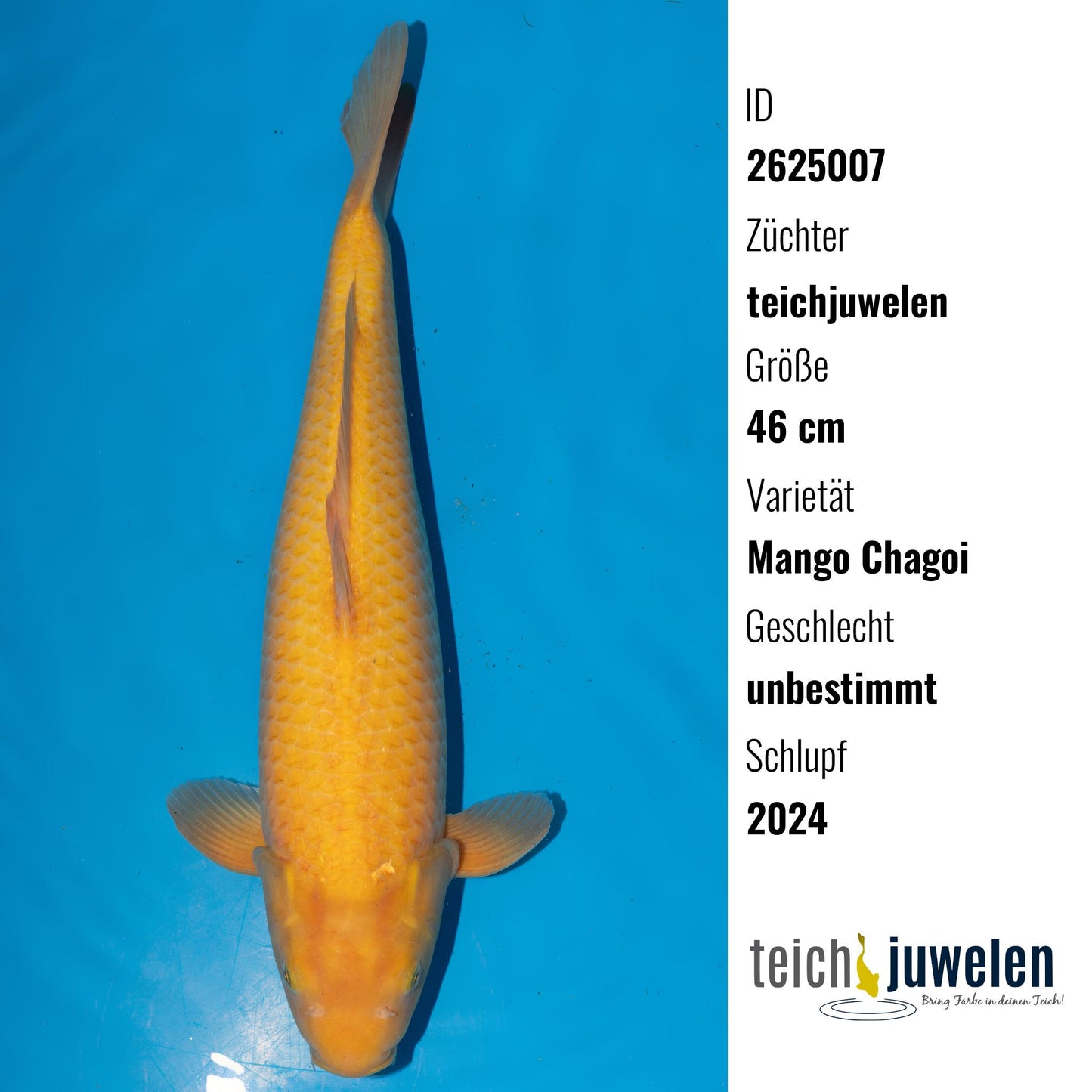 Mango Chagoi, 46 cm, 2024