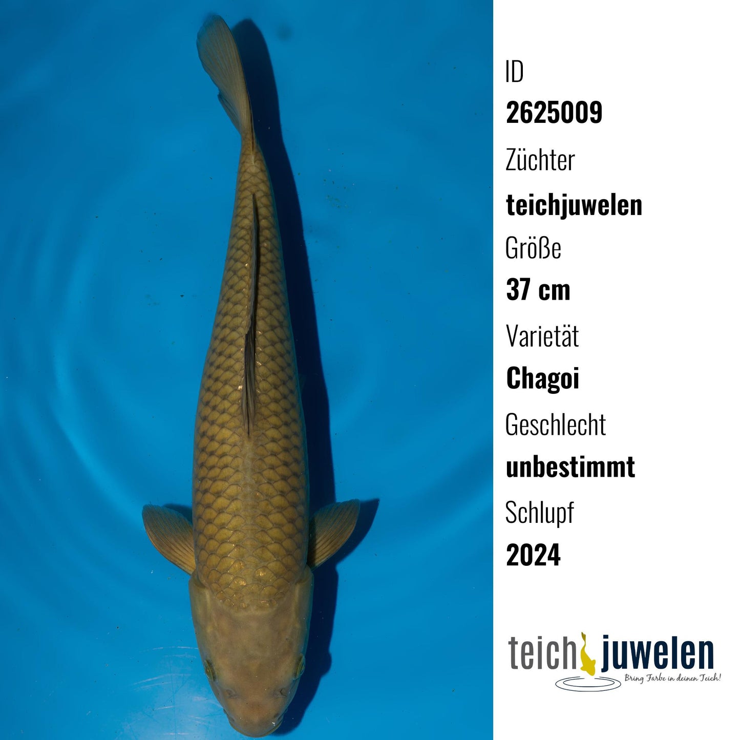 Chagoi, 37 cm, 2024