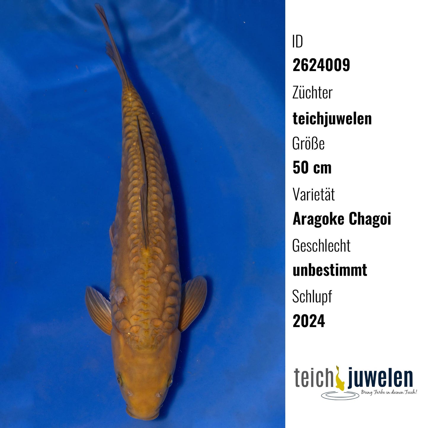 Aragoke Chagoi, 50 cm, 2024