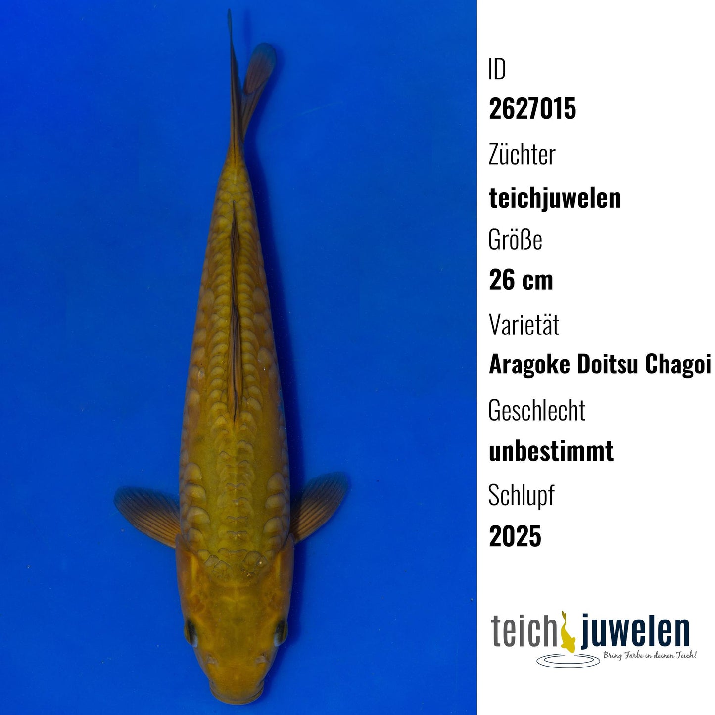 Aragoke Doitsu Chagoi, 26 cm, 2025
