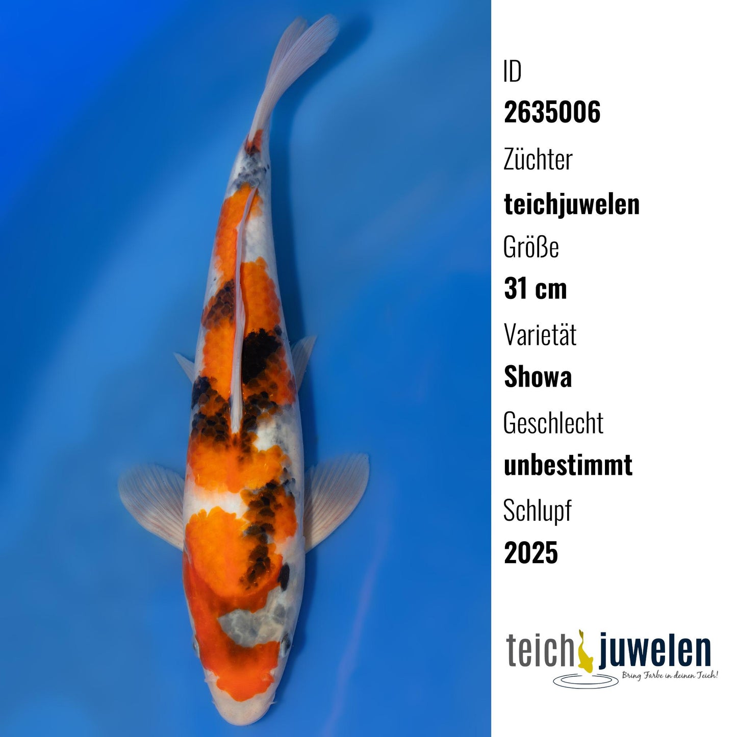 Showa, 31 cm, 2025