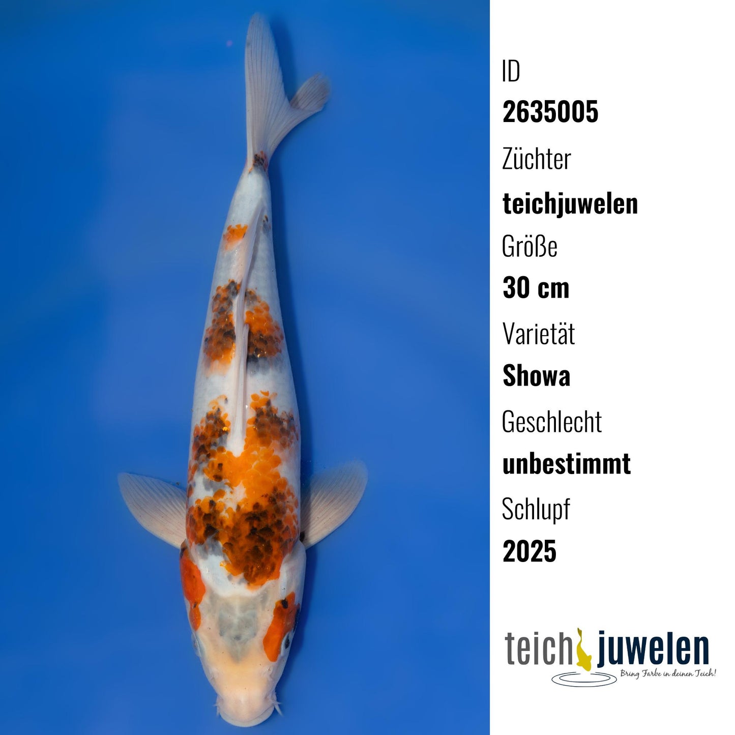 Showa, 30 cm, 2025