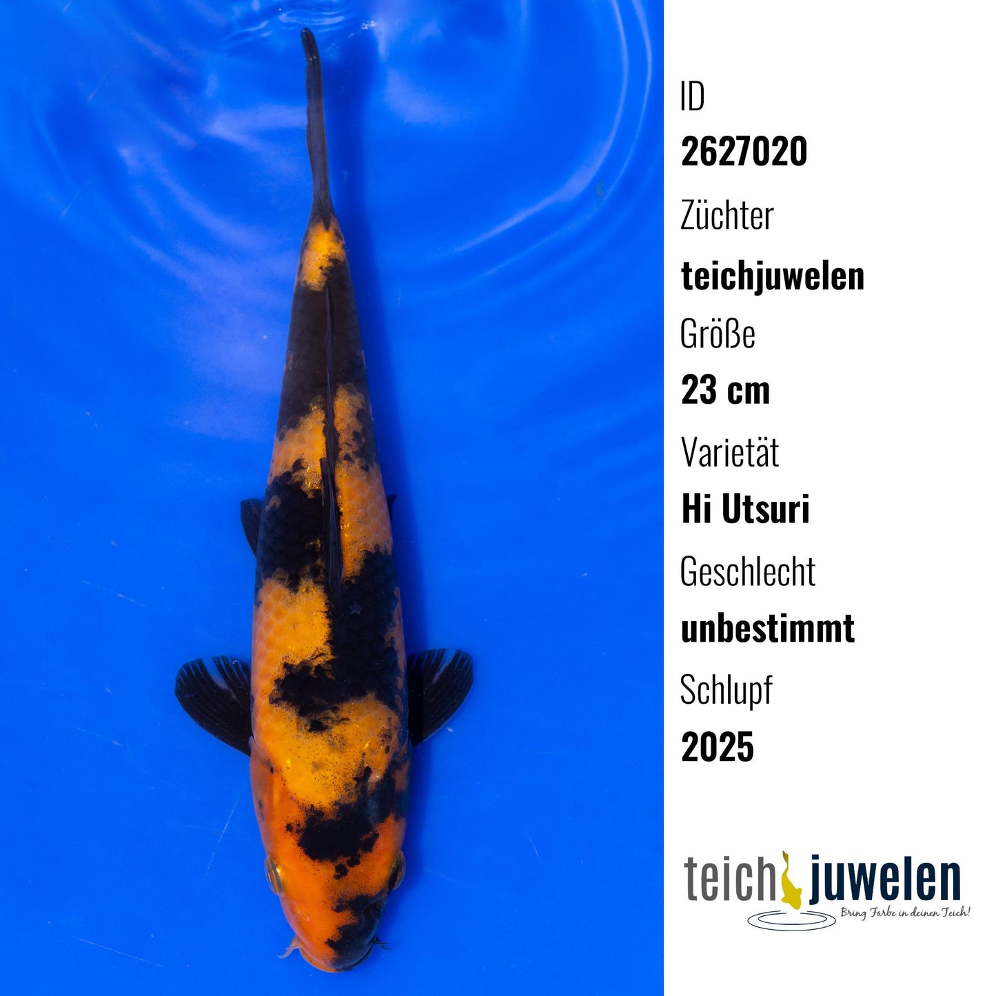 Hi Utsuri, 23 cm, 2025