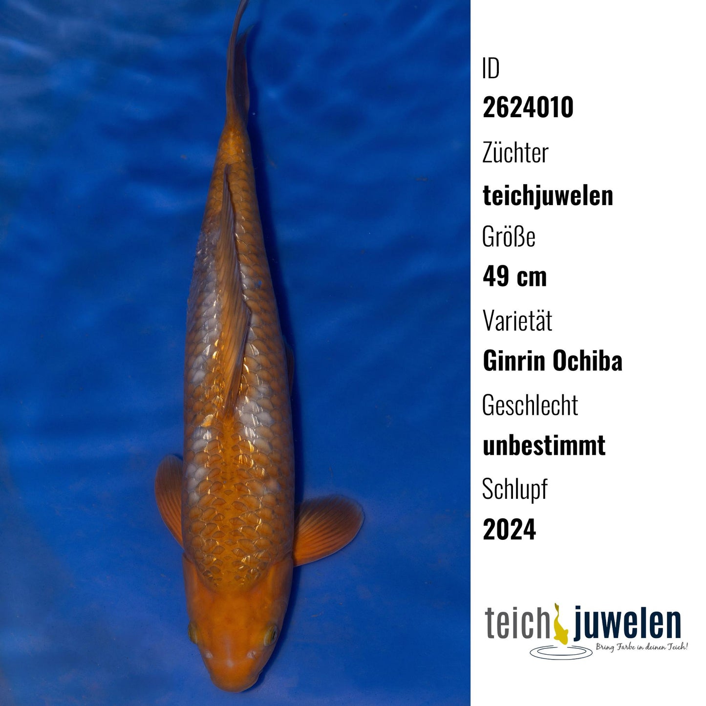 Ginrin Ochiba, 49 cm, 2024