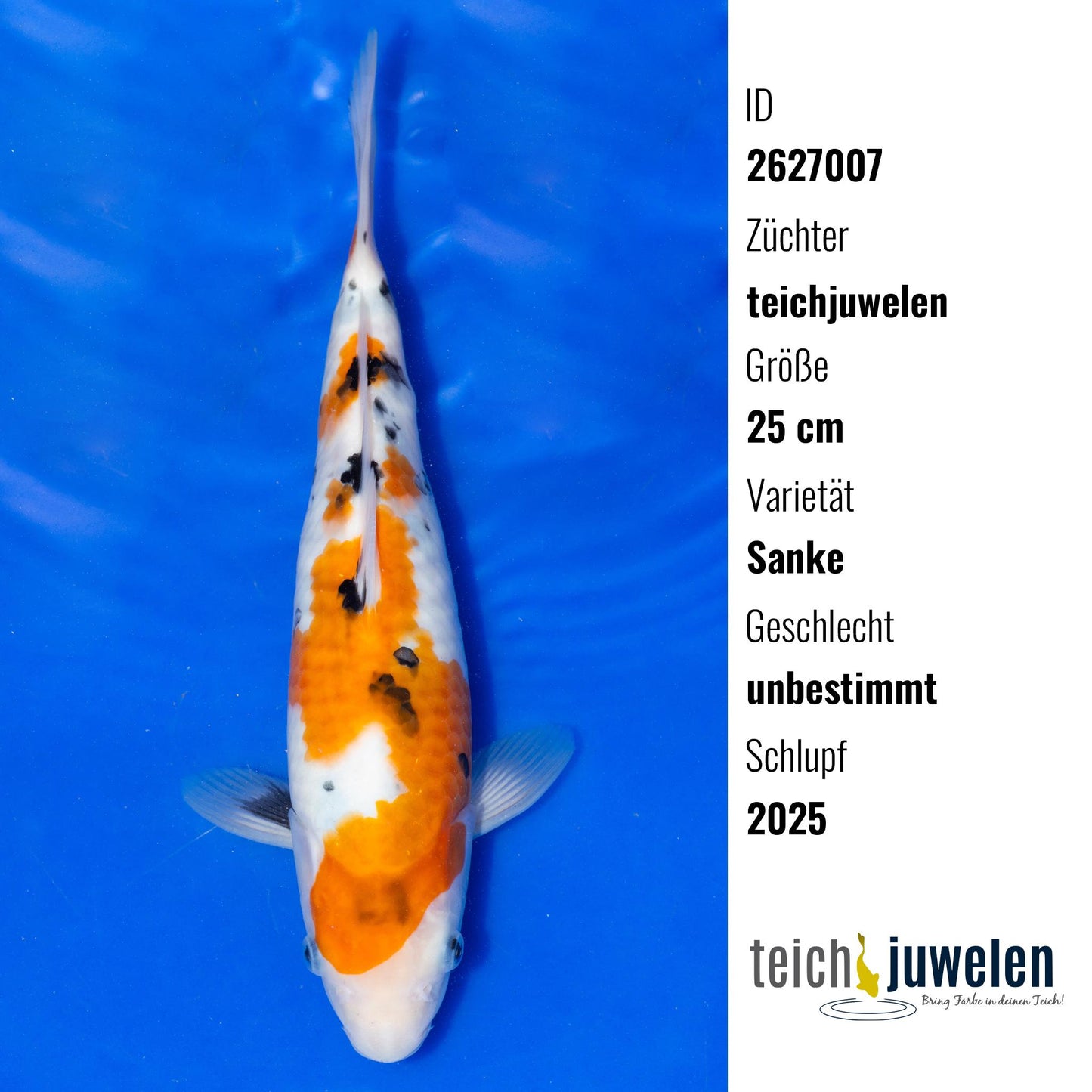 Sanke, 25 cm, 2025