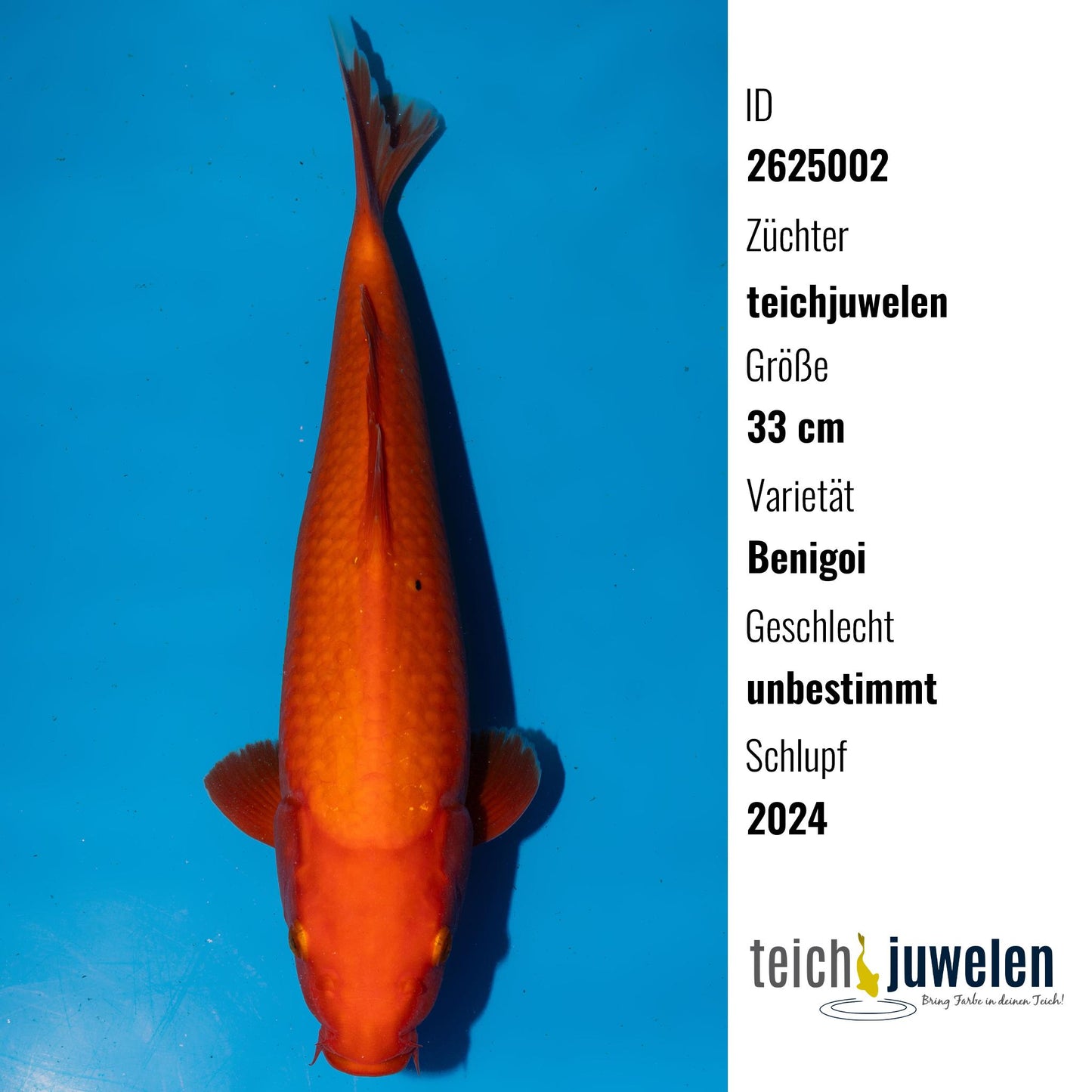 Benigoi, 33 cm, 2024