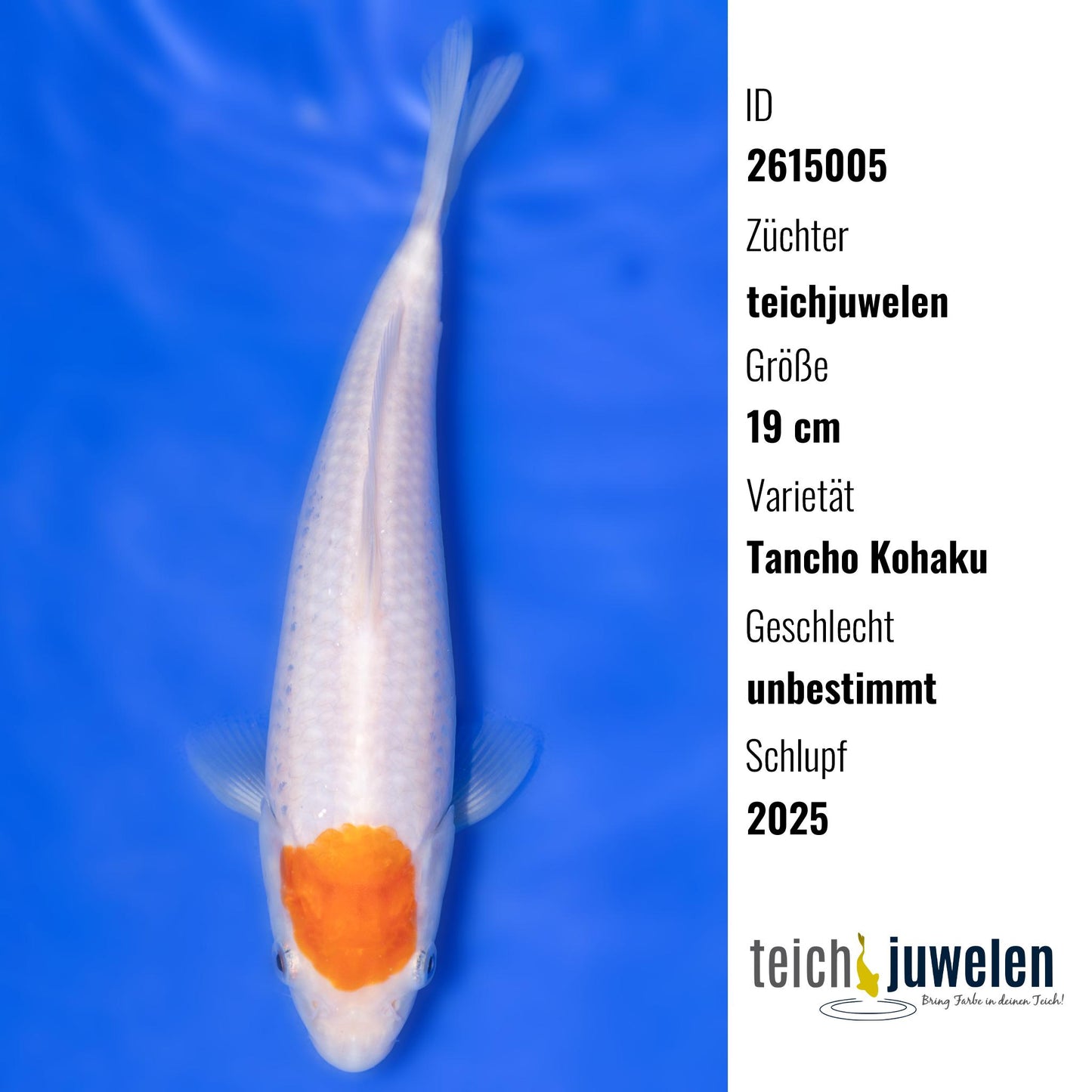 Tancho Kohaku, 19 cm, 2025