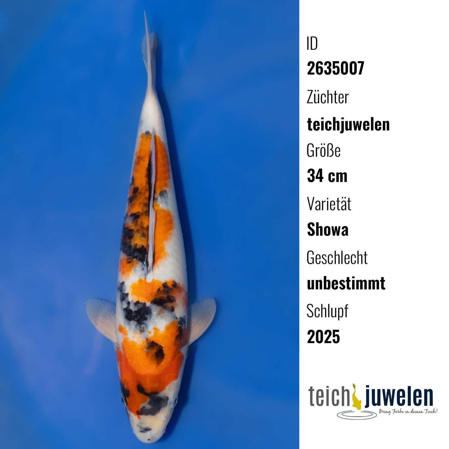 Showa, 34 cm, 2025