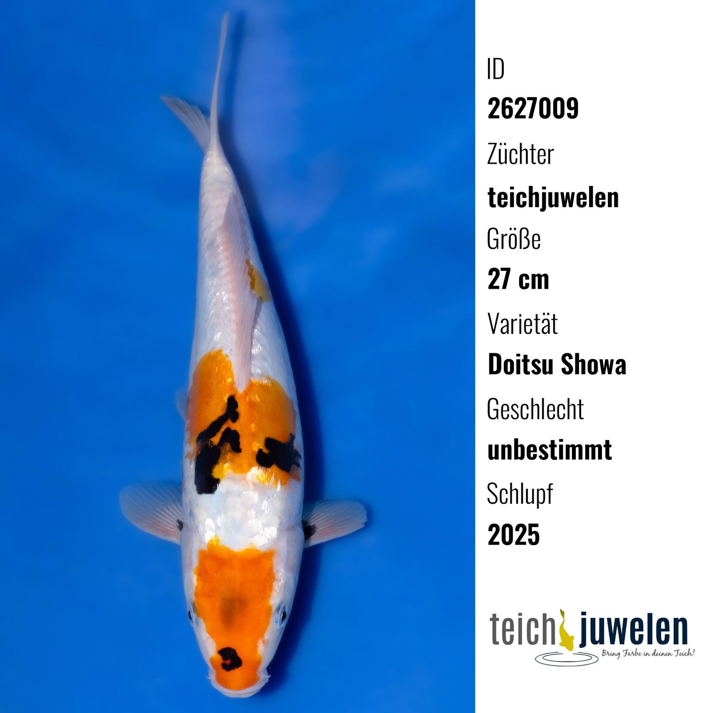 Doitsu Showa, 27 cm, 2025