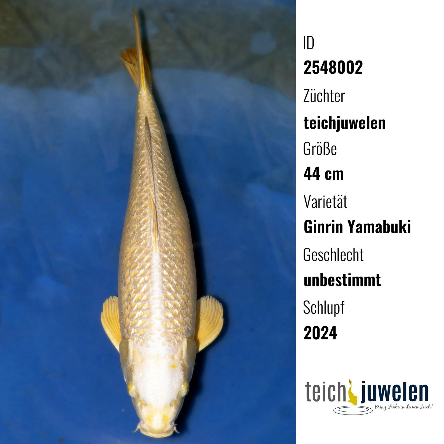 Ginrin Yamabuki, 44 cm, 2024