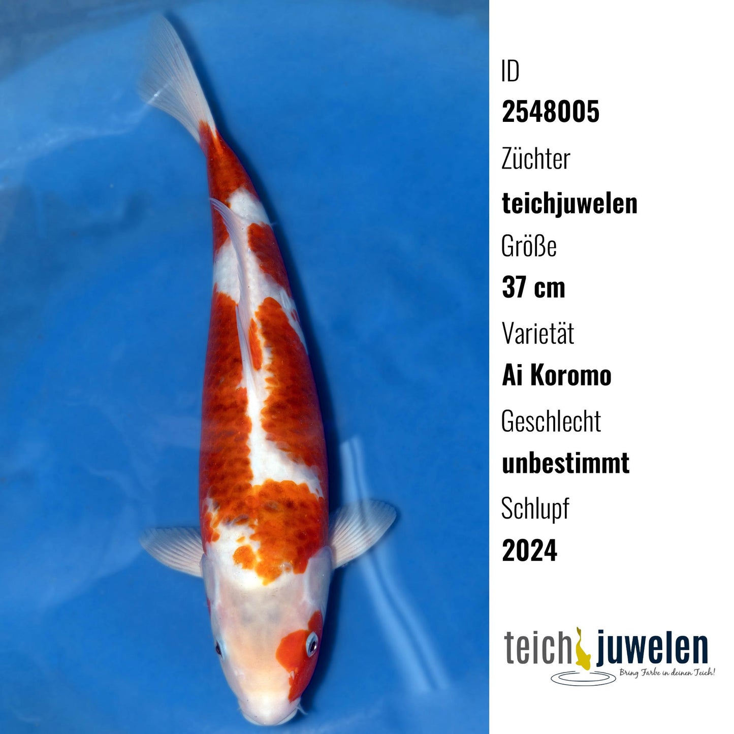 Ai Koromo, 37 cm, 2024