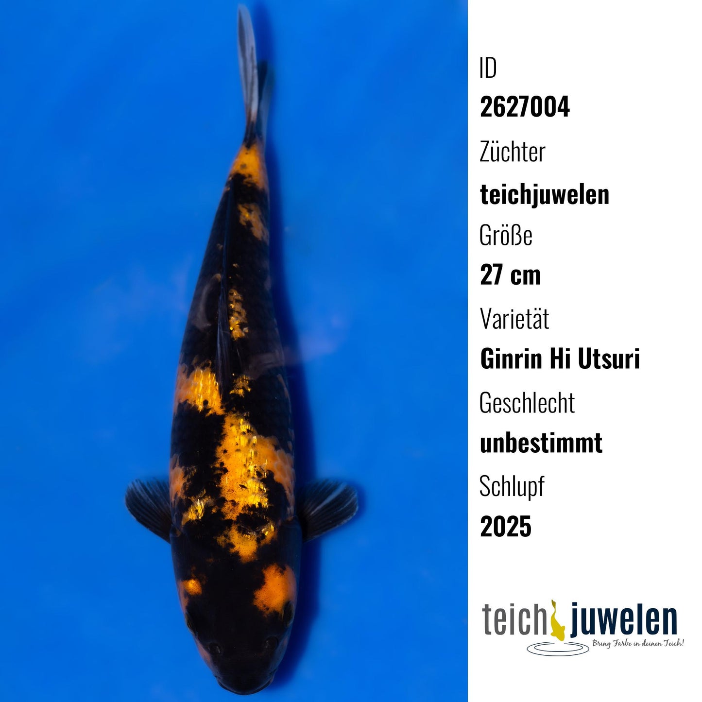 Ginrin Hi Utsuri, 27 cm, 2025