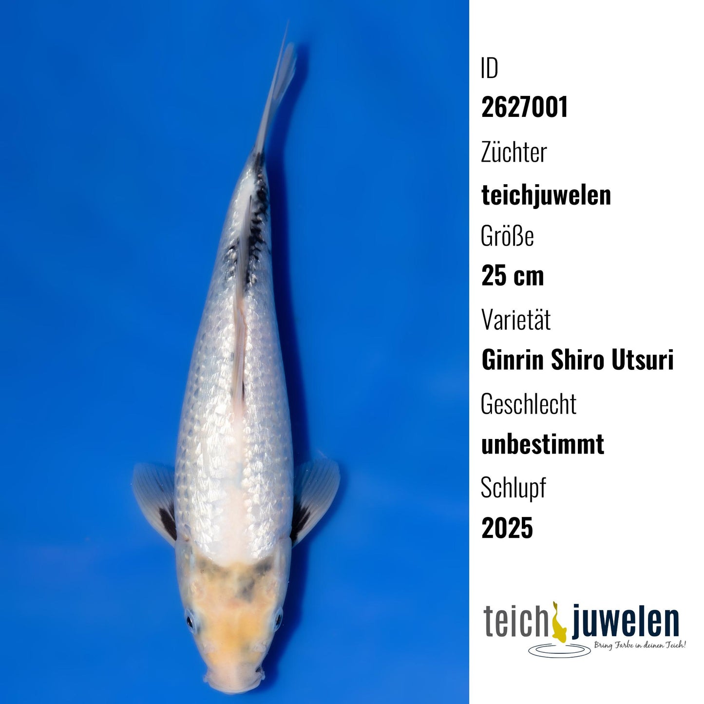 Ginrin Shiro Utsuri, 25 cm, 2025