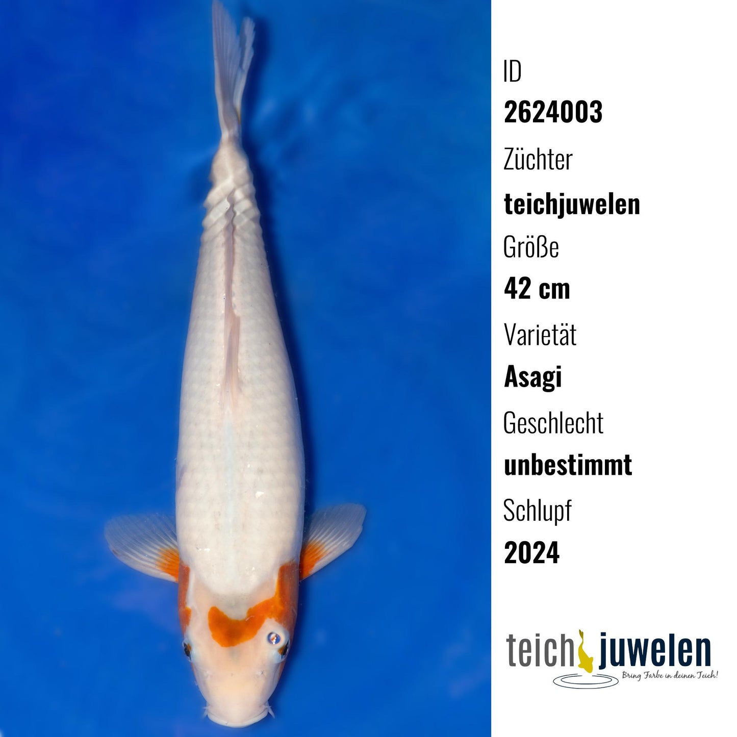 Asagi, 42 cm, 2024