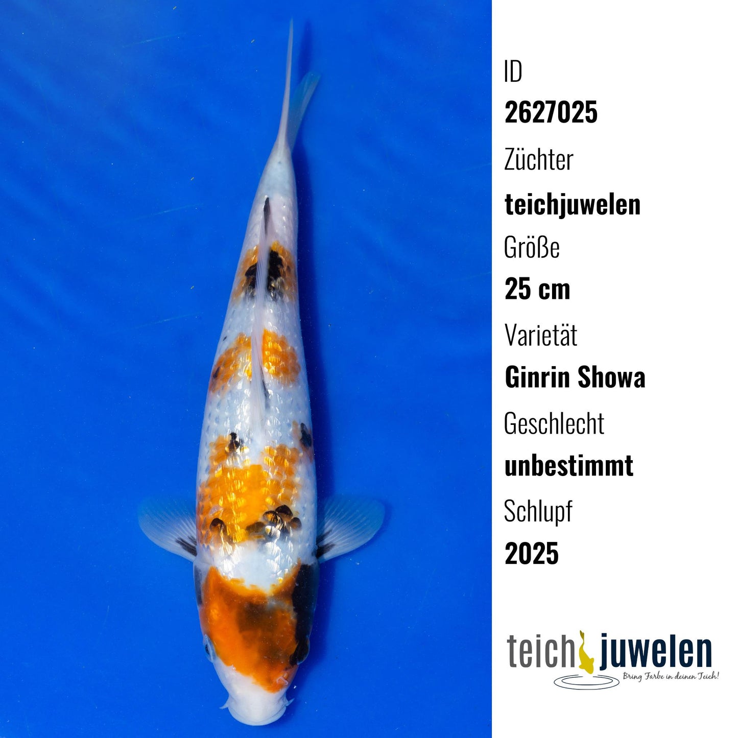 Ginrin Showa, 25 cm, 2025