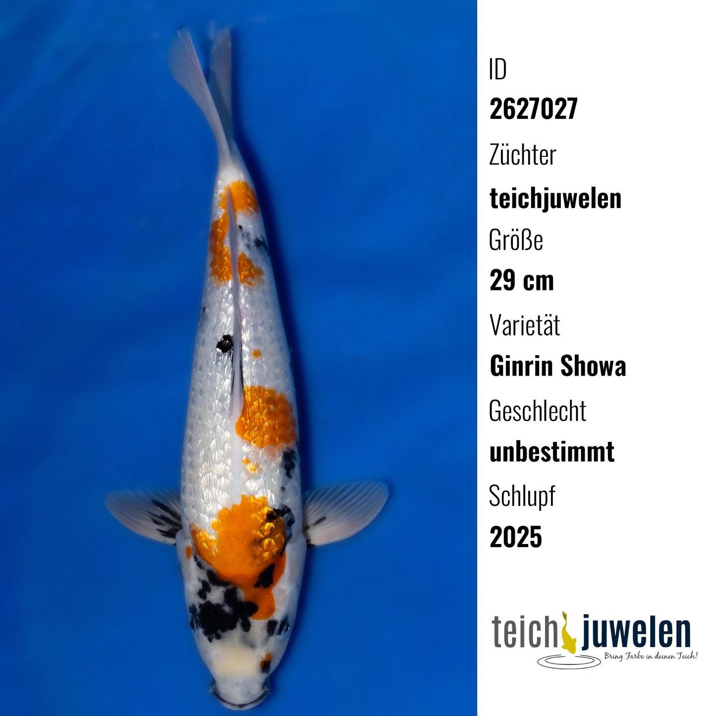 Ginrin Showa, 29 cm, 2025