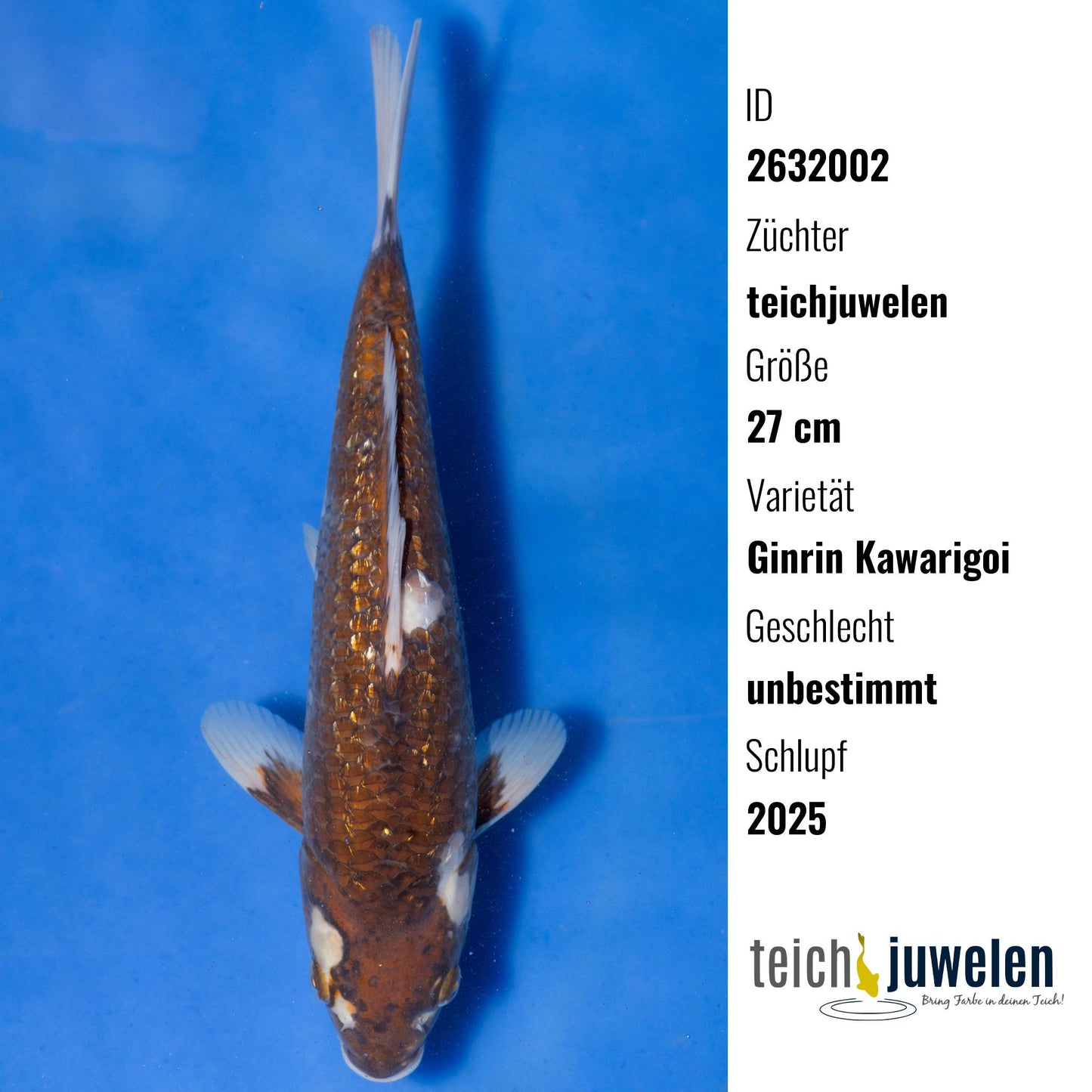 Ginrin Kawarigoi, 27 cm, 2025