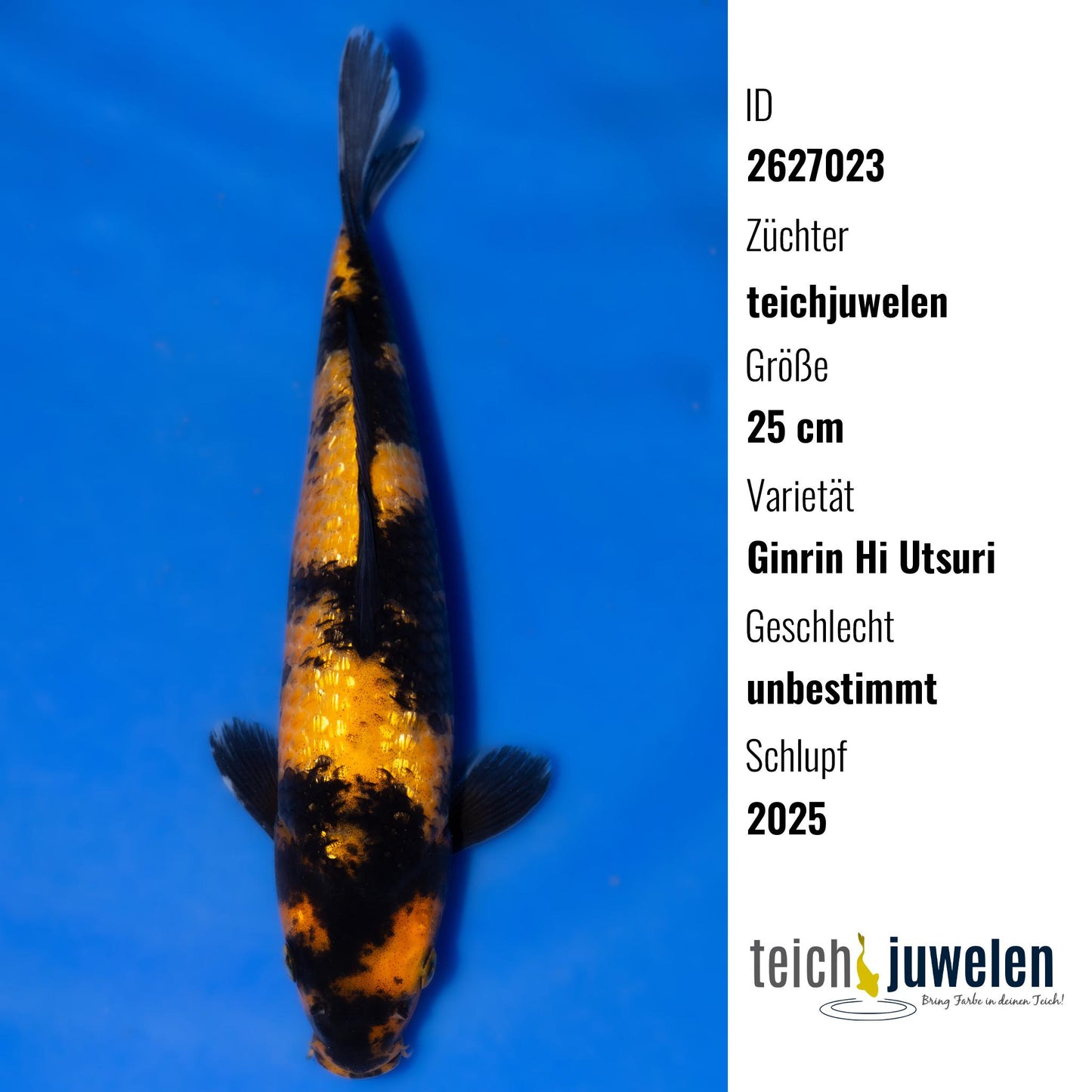 Ginrin Hi Utsuri, 25 cm, 2025