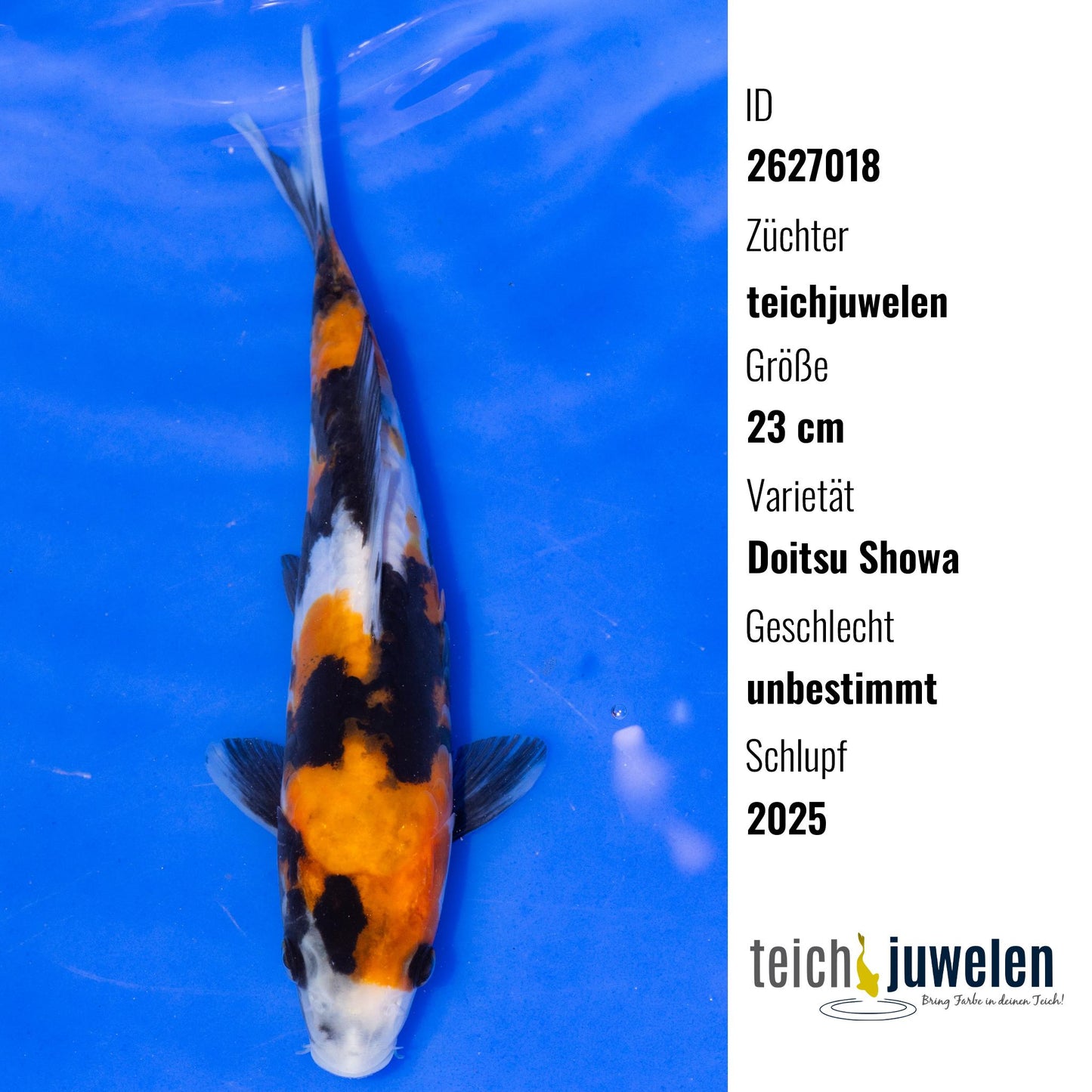 Doitsu Showa, 23 cm, 2025