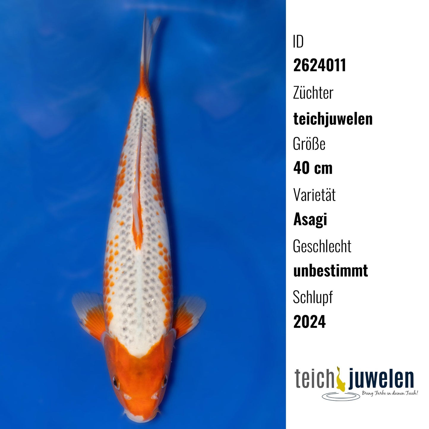 Asagi, 40 cm, 2024