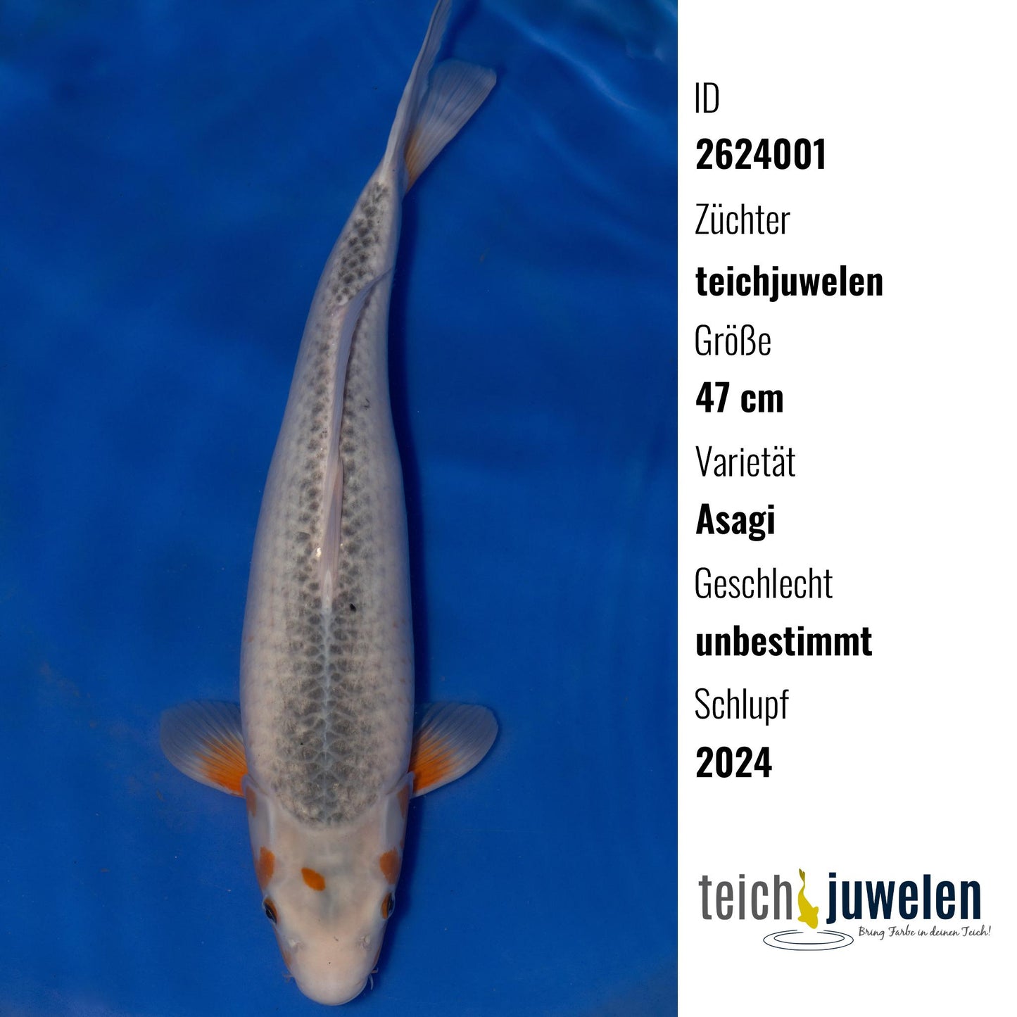 Asagi, 47 cm, 2024