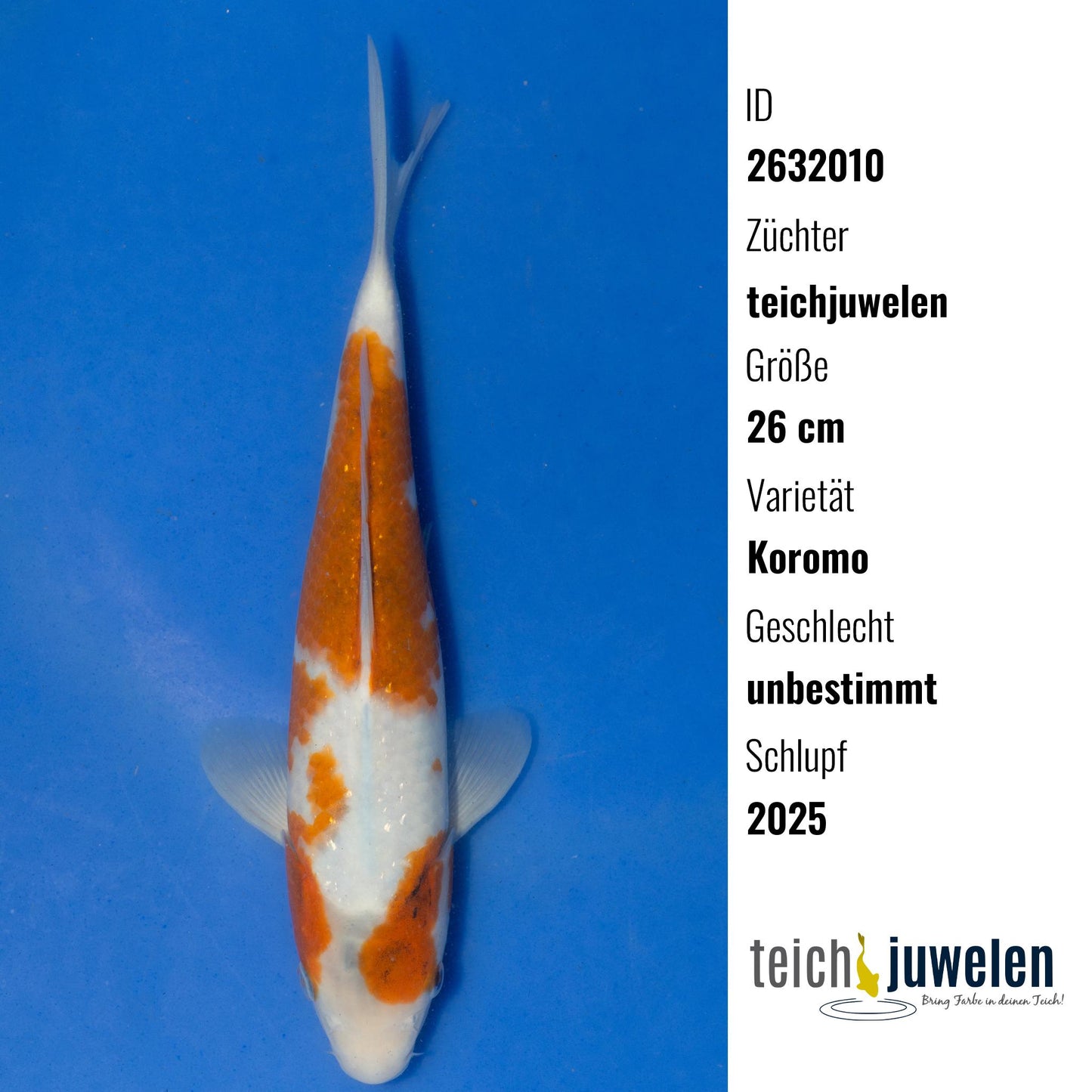 Koromo, 26 cm, 2025