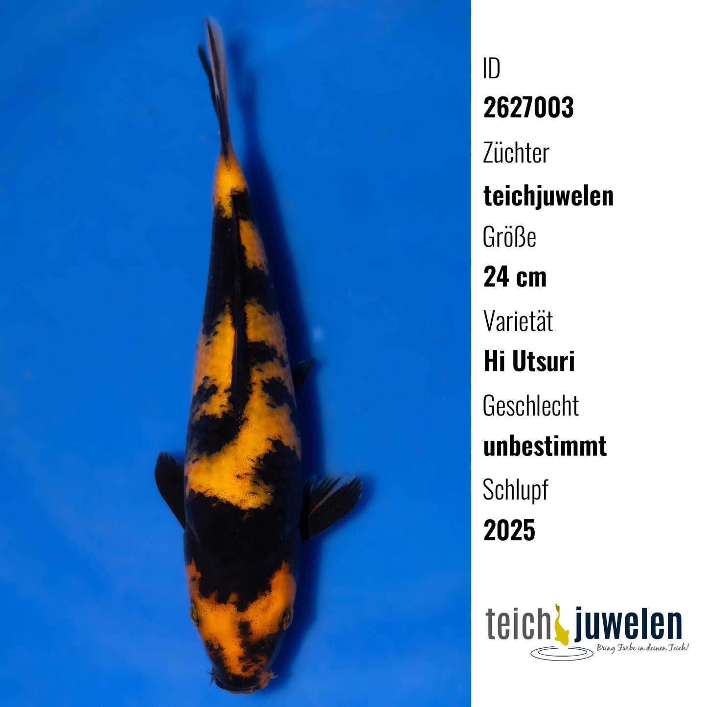 Hi Utsuri, 24 cm, 2025