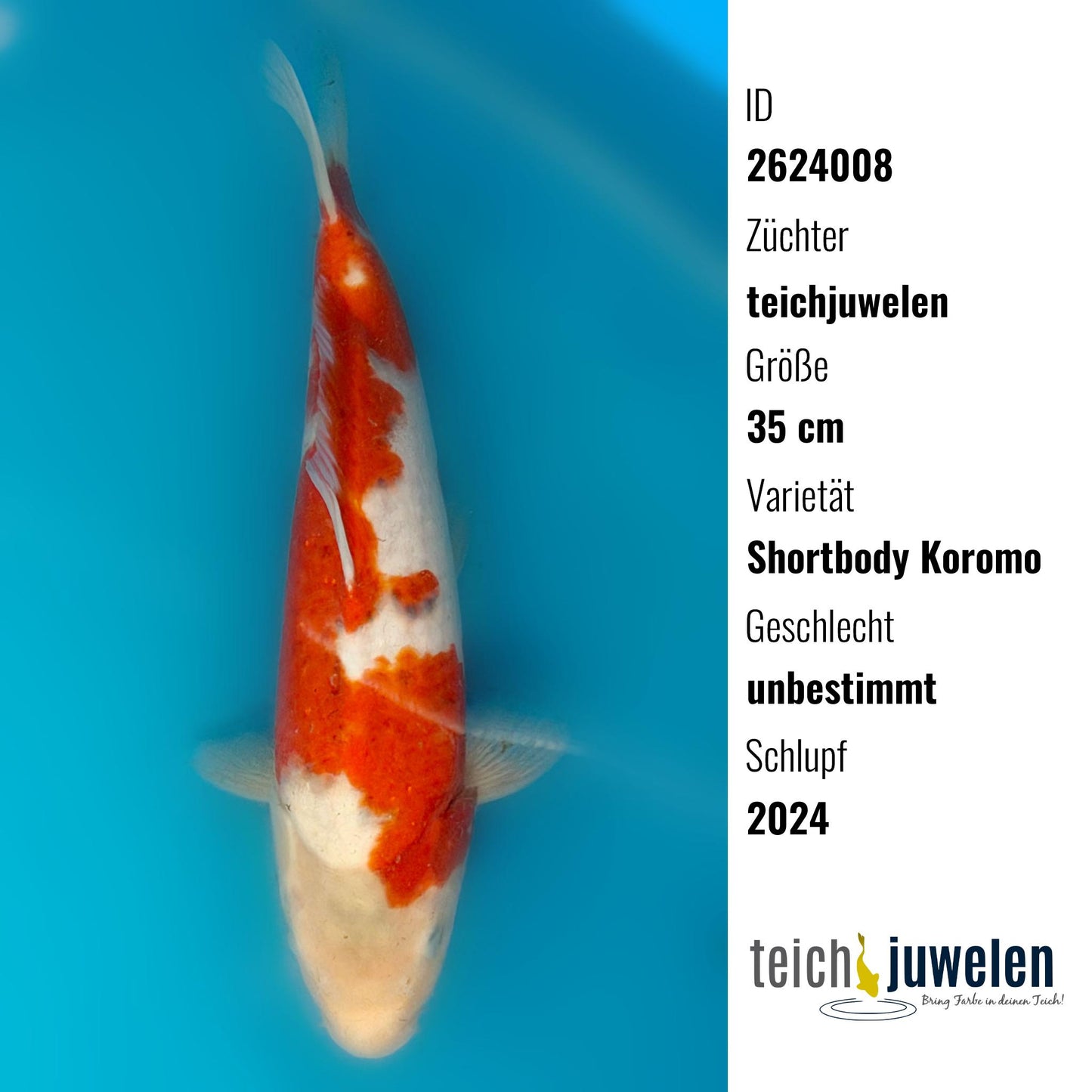 Shortbody Koromo, 35 cm, 2024