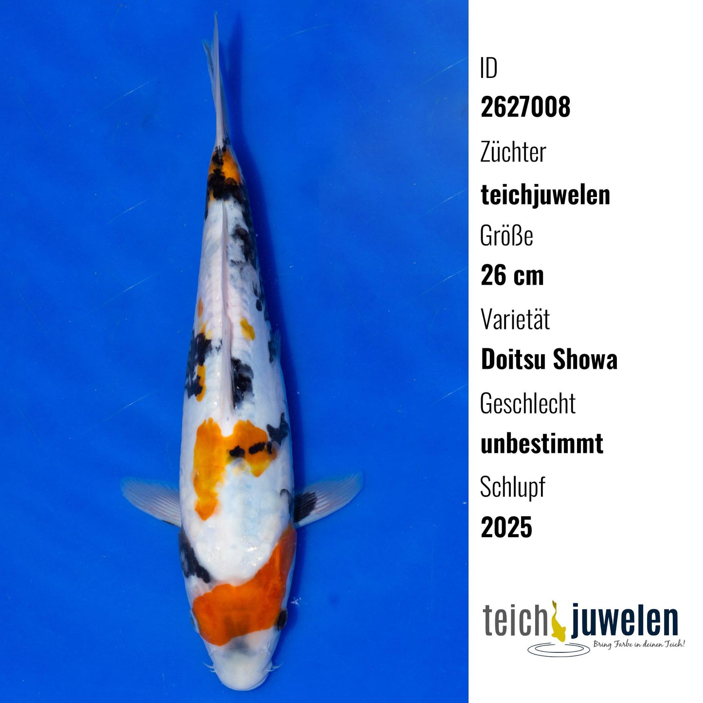 Doitsu Showa, 26 cm, 2025