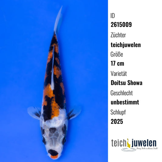 Doitsu Showa, 17 cm, 2025