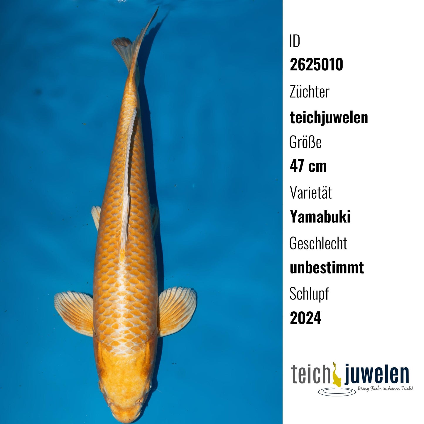 Yamabuki, 47 cm, 2024