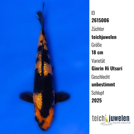 Ginrin Hi Utsuri, 18 cm, 2025