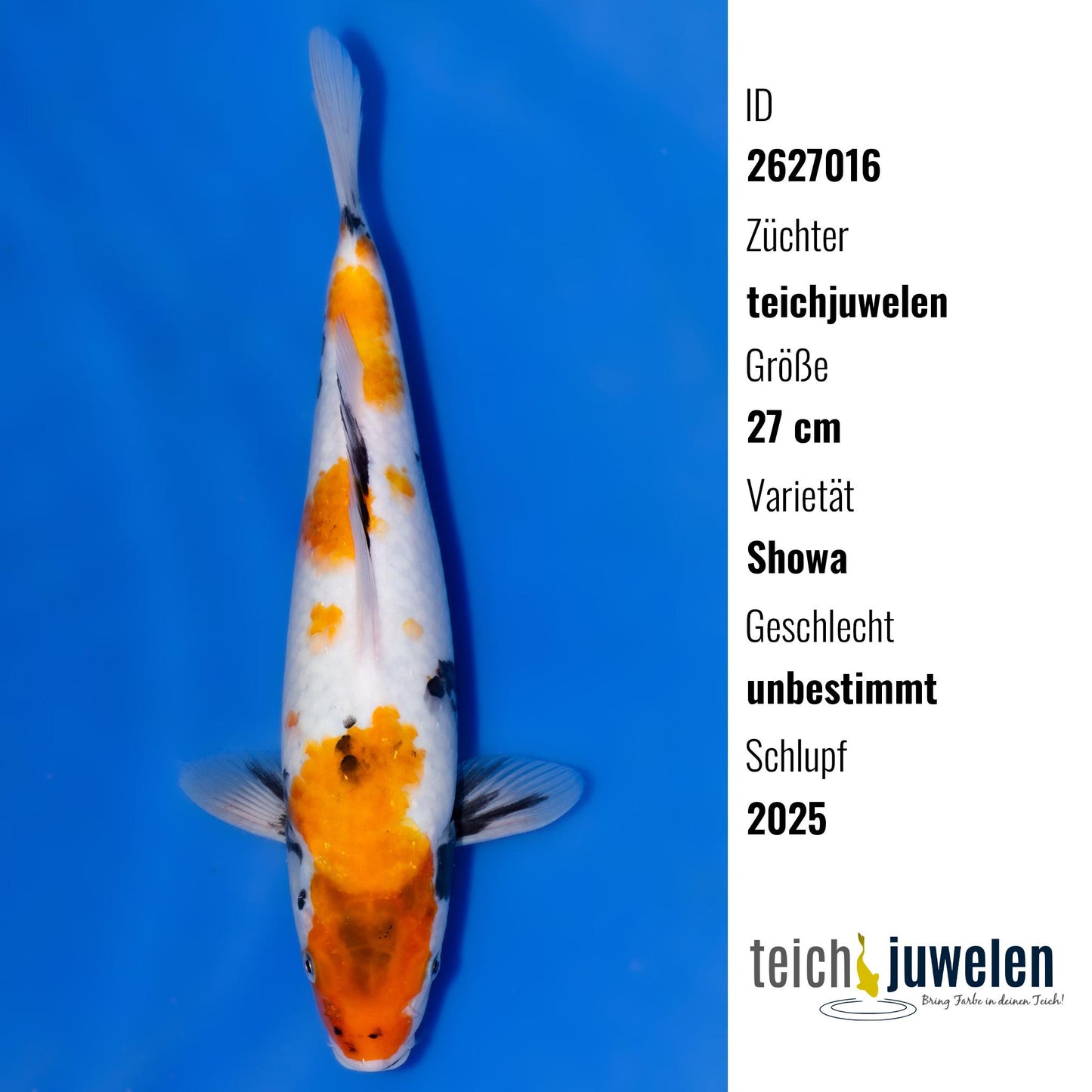 Showa, 27 cm, 2025