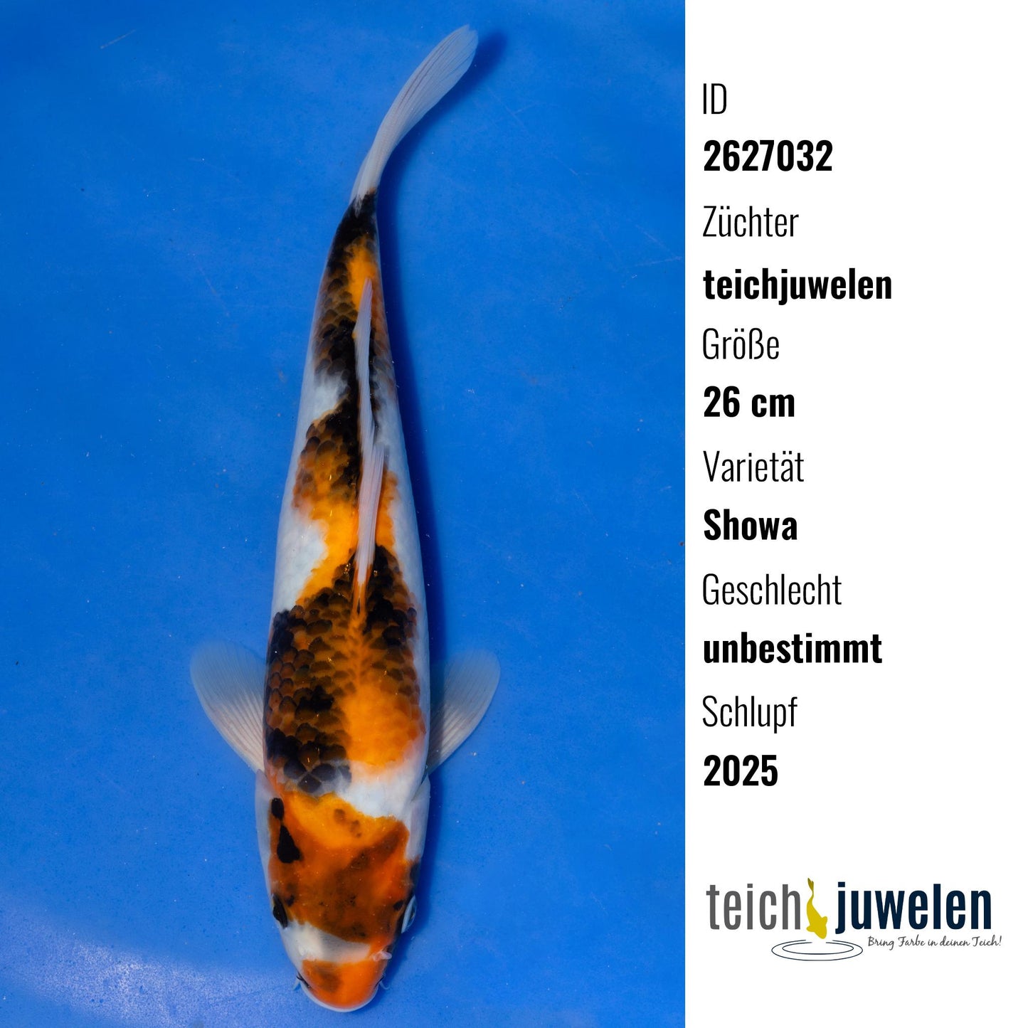 Showa, 26 cm, 2025