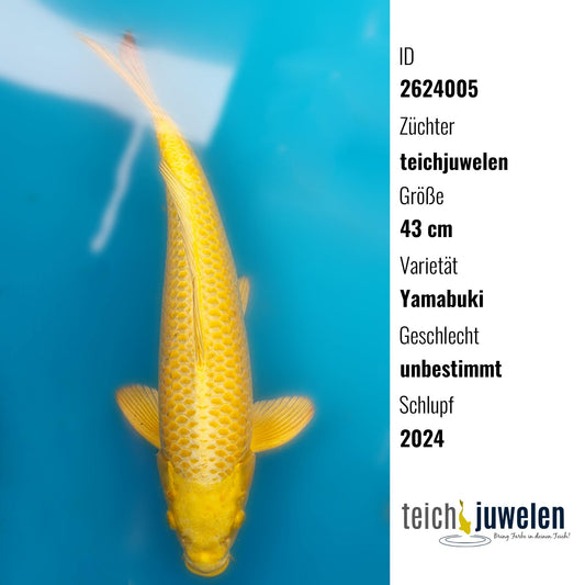 Yamabuki, 43 cm, 2024