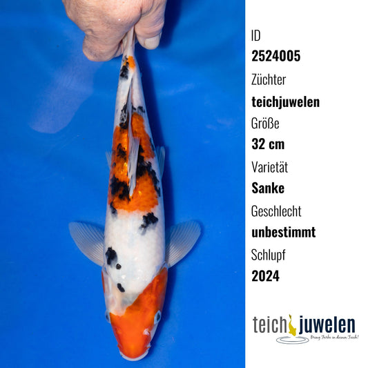 Sanke, 32 cm, 2024
