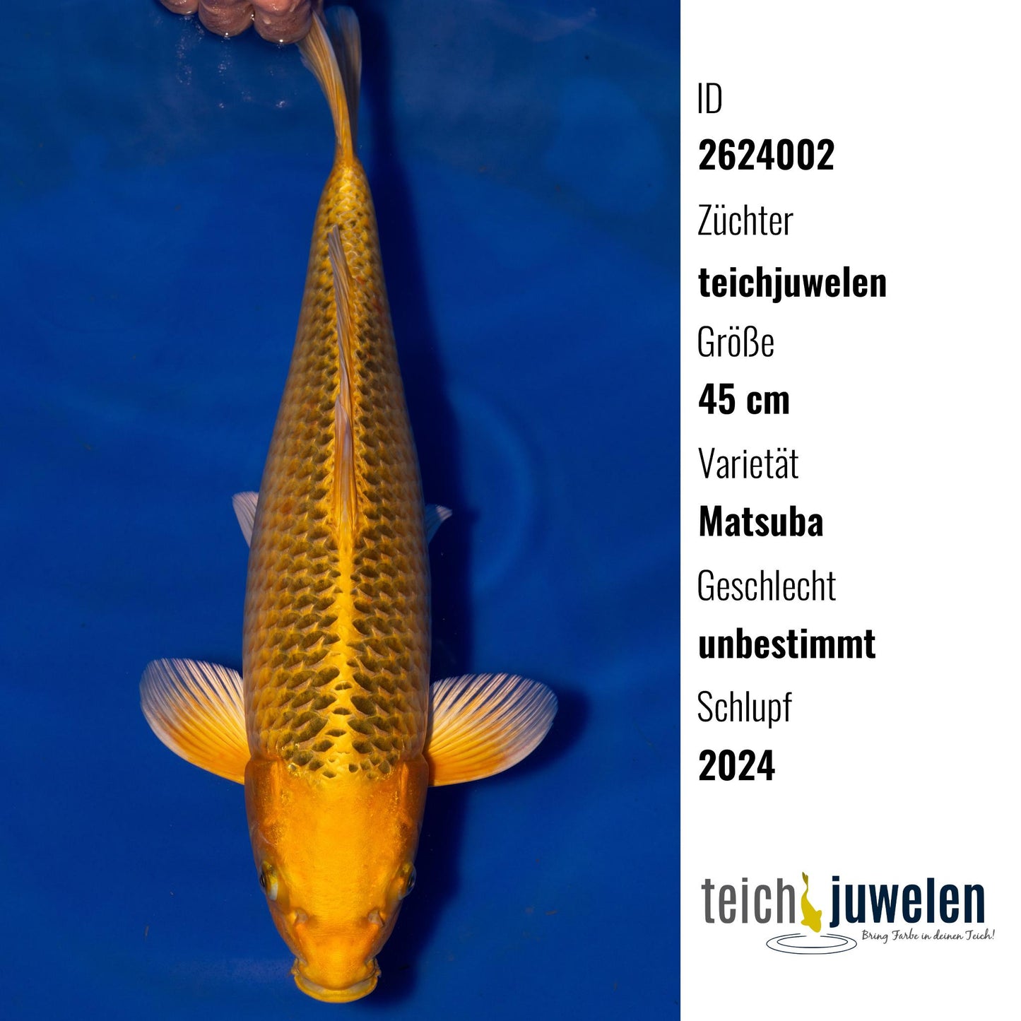 Matsuba, 45 cm, 2024