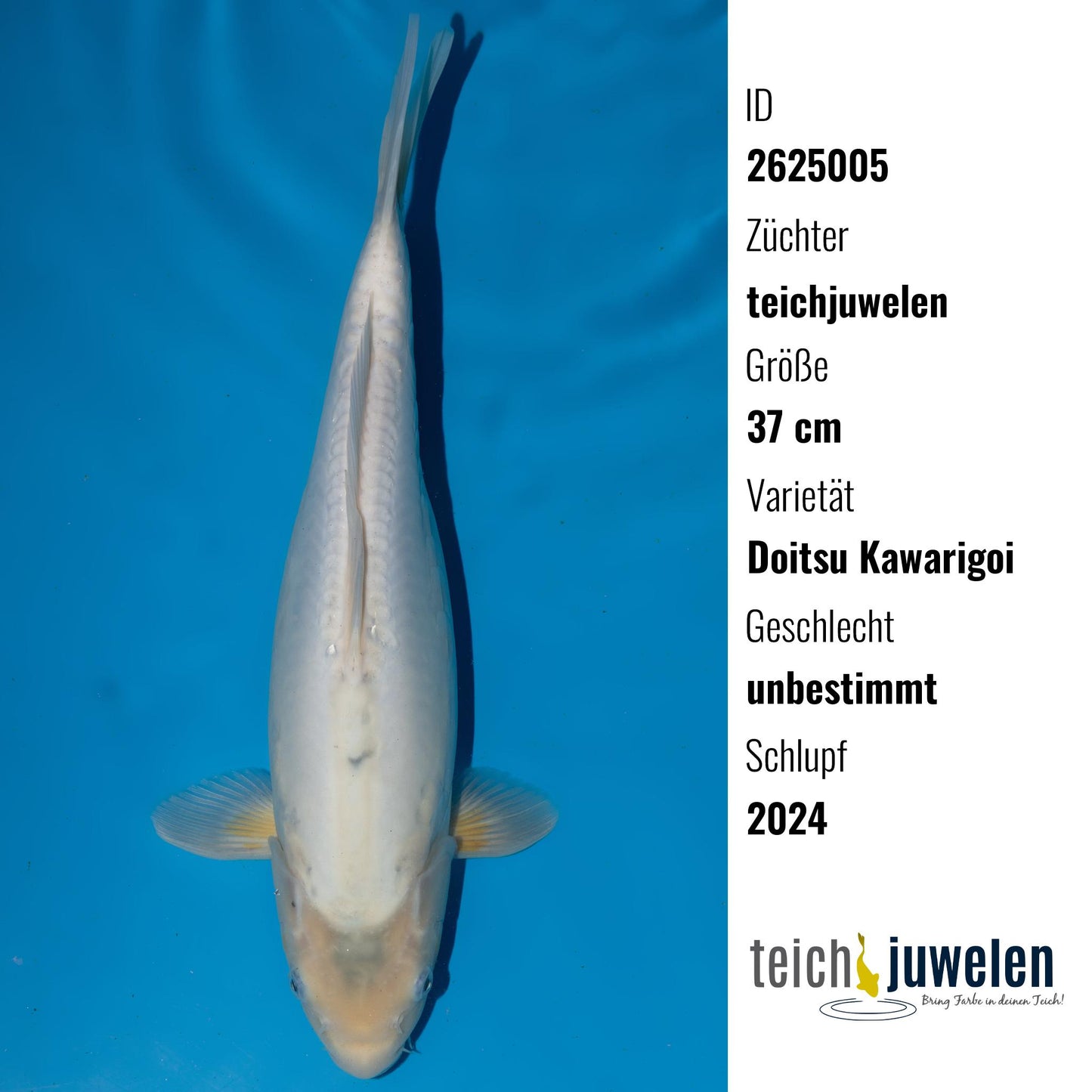 Doitsu Kawarigoi, 37 cm, 2024