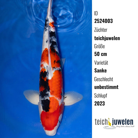 Sanke, 50 cm, 2023
