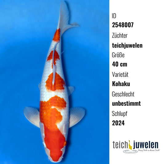 Kohaku, 40 cm, 2024