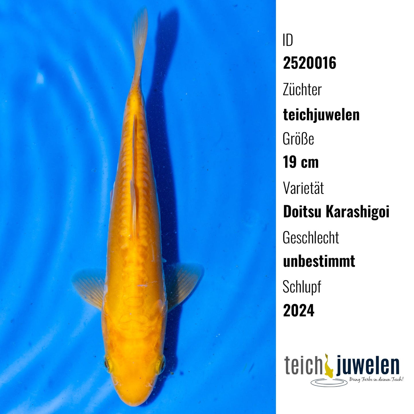 Doitsu Karashigoi, 19 cm, 2024