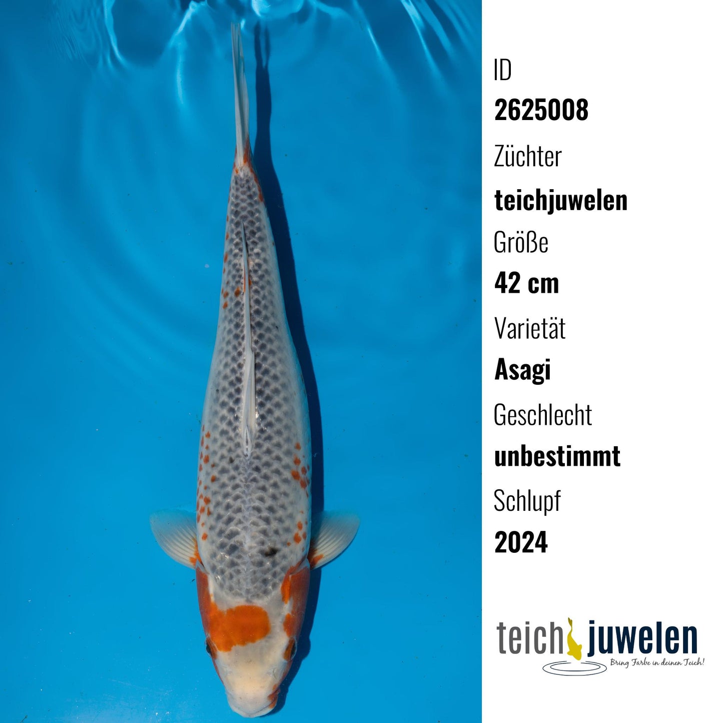 Asagi, 42 cm, 2024