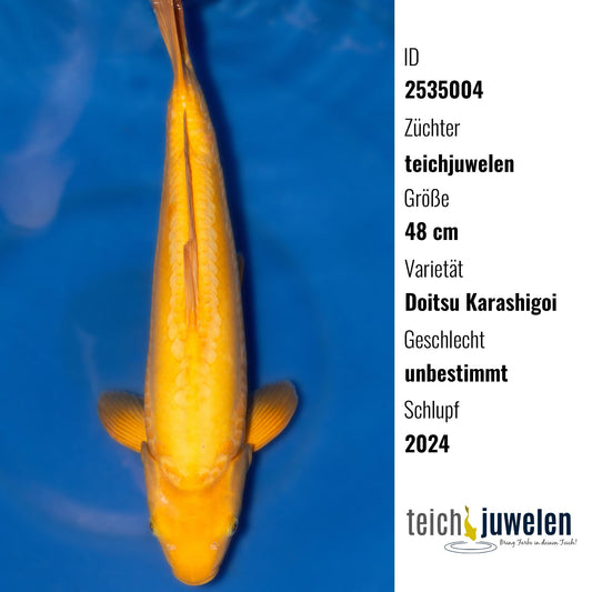 Doitsu Karashigoi, 48 cm, 2024